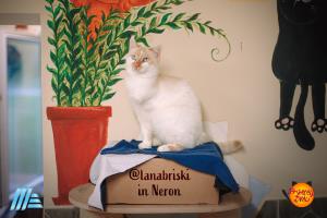 @lanabriski in Neron